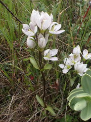 Gentianella patula