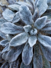 Chrysopsis gossypina