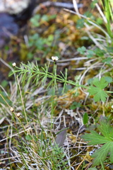 Juncus triglumis