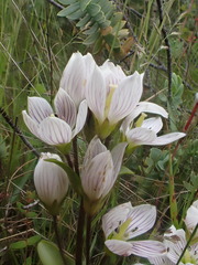 Gentianella patula