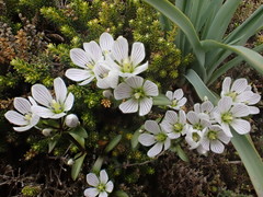 Gentianella patula
