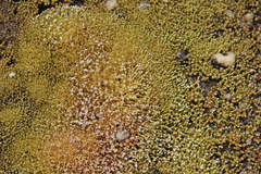 Crassula aphylla