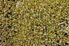 Crassula aphylla
