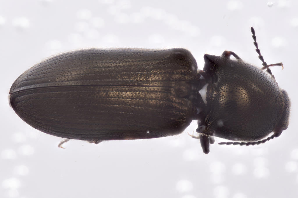 Limonius beutenmuelleri