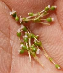 Crassula aphylla