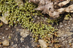 Crassula aphylla