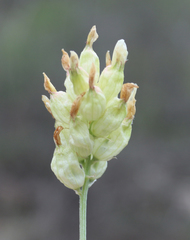 Astragalus calycinus