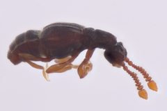 Euboarhexius perscitus