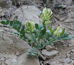 Astragalus calycinus