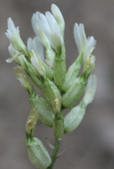 Astragalus calycinus