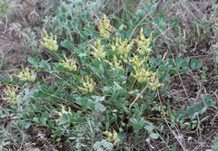 Astragalus calycinus