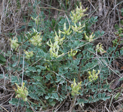 Astragalus calycinus