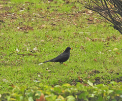 Turdus merula