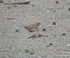 Passer domesticus