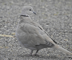 Streptopelia decaocto