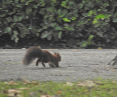 Sciurus vulgaris