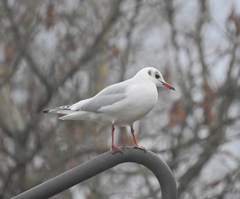 Chroicocephalus ridibundus