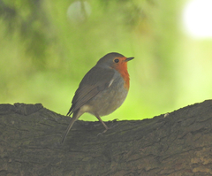 Erithacus rubecula