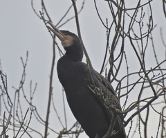 Phalacrocorax carbo