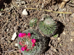 Mammillaria flavicentra