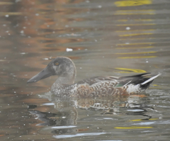 Spatula clypeata