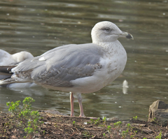 Larus michahellis