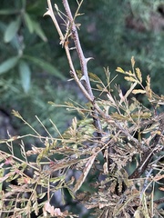 Mimosa aculeaticarpa biuncifera