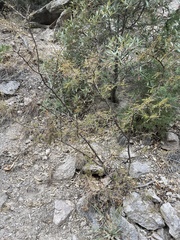 Mimosa aculeaticarpa biuncifera