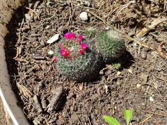 Mammillaria flavicentra