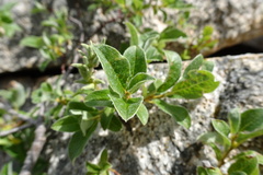 Salix pyrenaica