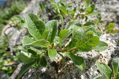 Salix pyrenaica