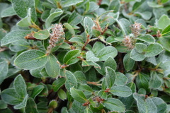 Salix reticulata