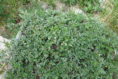 Salix reticulata