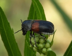 Megalostomis pyropyga