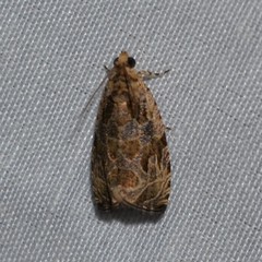 Olethreutes permundana
