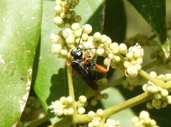 Episyron conterminus