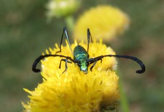 Hypocrites claviger claviger