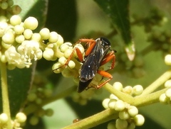 Episyron conterminus