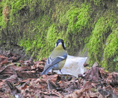Parus major