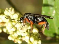 Episyron conterminus