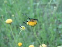 Hypocrites claviger claviger