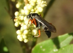 Episyron conterminus