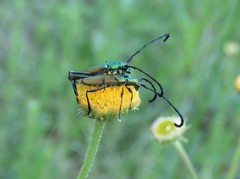 Hypocrites claviger claviger