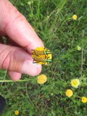 Hypocrites claviger claviger