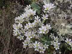 Gentianella patula