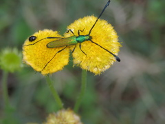 Hypocrites claviger claviger