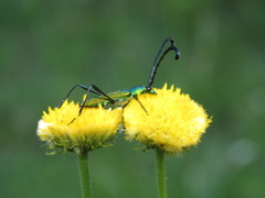 Hypocrites claviger claviger