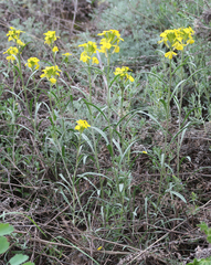 Erysimum substrigosum