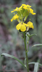 Erysimum substrigosum