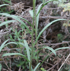 Erysimum substrigosum